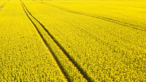 Aerial Shot of Canola Fields in Broad Daylight 스톡 동영상 112673154