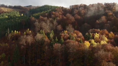 Aerial shot capturing Autumn powerful colours Stock Footage 181486664