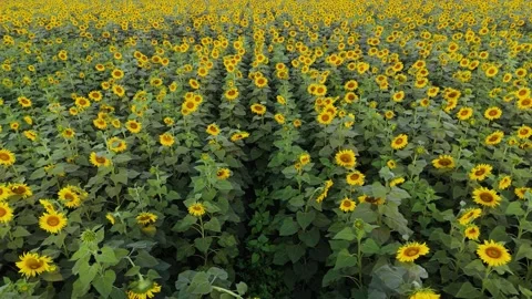 Aerial shot capturing the texture and beauty of dense sunflower fields. Stock Footage 310783653
