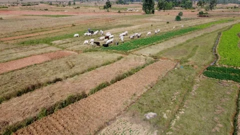 Aerial shot of Cattle Grazing in the Fields Stock-Footage 307635479