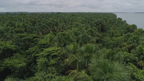 Aerial shot close to Amazon forest (Bacuri trees) - Para, Brazil Stock-Footage 104463868