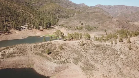 Aerial shot in close-up of the Cassandra tree . Stock Footage 223384434