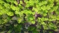 Aerial shot colorful mixed forest from above in spring season 4k 4k or 4k+ Resolution