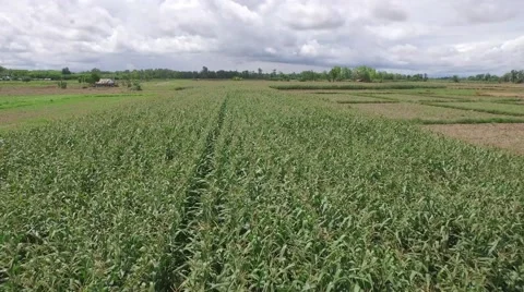 Aerial shot of corn and rice field Vídeos de archivo 68350167
