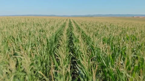 Aerial shot of a corn field Stock Footage 171565924