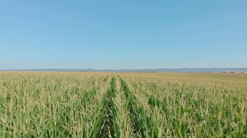 Aerial shot of a corn field Stock Footage 171565949