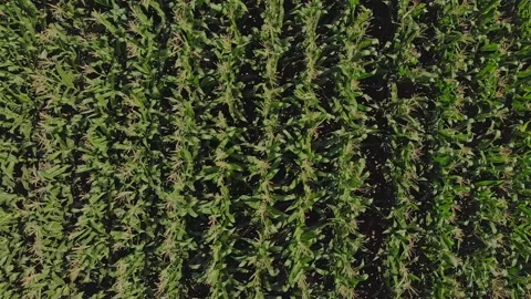 Aerial shot of corn field Stock Footage 171566657