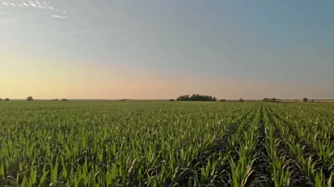 Aerial shot of corn field Stock Footage 171567059