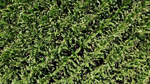 Aerial shot of corn field Stock Footage 171569981
