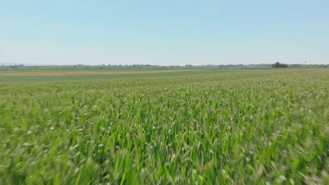 Aerial shot of corn field Stock Footage 171570028