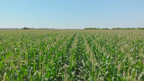 Aerial shot of corn field Stock Footage 171570078