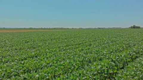 Aerial shot of corn field Stock Footage 171570116
