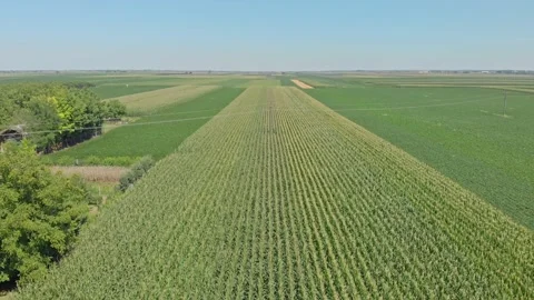 Aerial shot of corn field Stock Footage 171570575