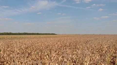 Aerial shot of corn field Stock Footage 171570838