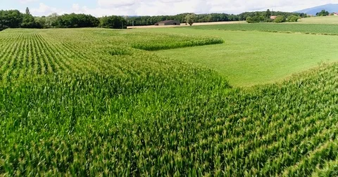 Aerial shot of corn field with forest around Geneva Stock Footage 80192343