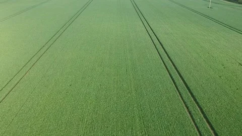 Aerial shot of corn fields Stock Footage 136896974