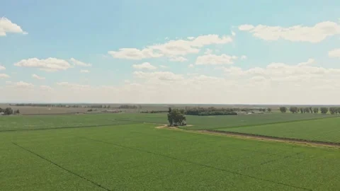 Aerial shot of corn fields Stock Footage 171567586
