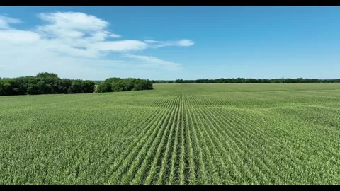 Aerial shot of Corn fields 스톡 동영상 336033012