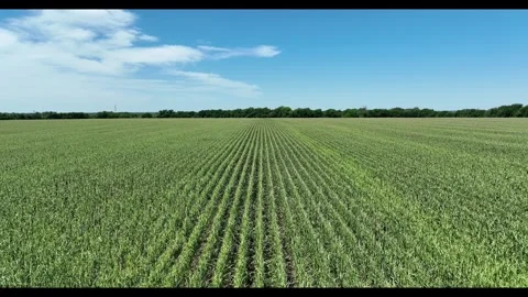 Aerial shot of Corn fields Video stock 336033118