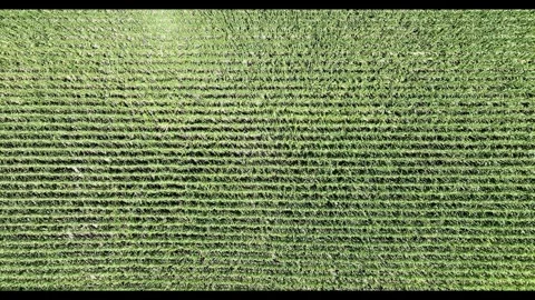 Aerial shot of Corn fields Vídeos de archivo 336033832