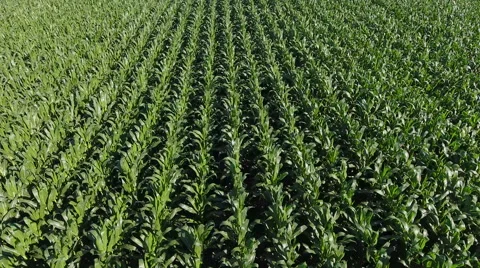 Aerial Shot Of Cornfield 動画素材 65503255