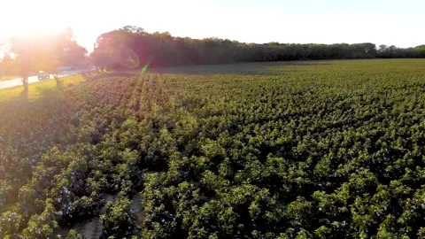 Aerial shot of cotton fields at sunset Stock Footage 142325817