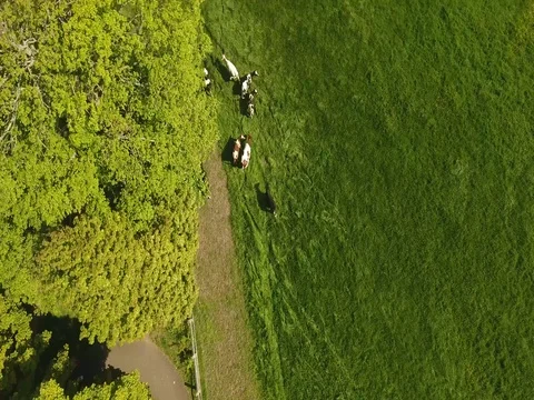 Aerial shot of Cows Stock Footage 75862512