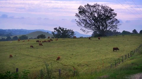 Aerial Shot Of Cows Grazing Under The Tree on The Field Hill Free Range Que.. Stock Footage 75645112