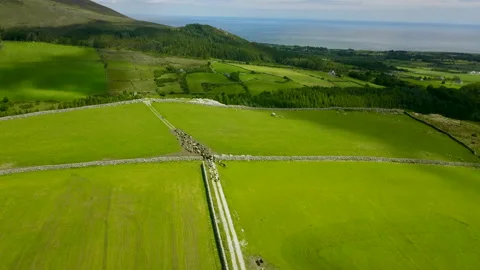Aerial shot of cows running between fields in the Mourne Mountains, NI in 4K Stock Footage 151415845