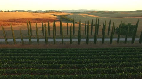 Aerial shot of cypress plants between road and vineyard. Tuscany, Italy. Stock Footage