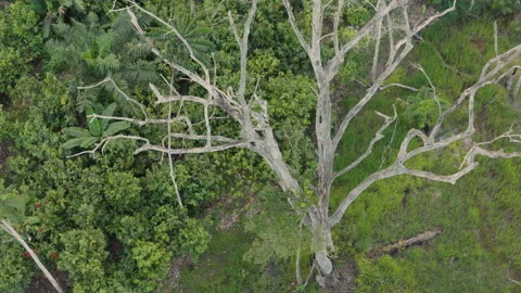 Aerial shot of a dead tree with all its branches, in Ivory Coast Stock Footage 220795082