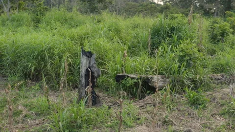 Aerial shot of a dead tree with its trunk burned in the forest, in Ivory Coast Stock Footage 221481264
