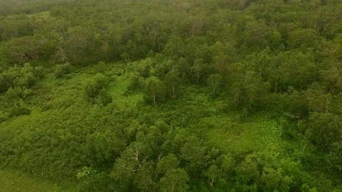 Aerial shot of a deciduous forest. Flying Lake Stock-Footage 72608152