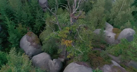 Aerial shot of deciduous tree in summer (Central Europe) 動画素材 236509713