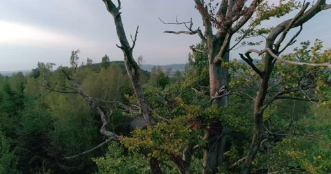 Aerial shot of deciduous tree in summer (Central Europe) 動画素材 236509737