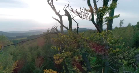 Aerial shot of deciduous tree in summer (Central Europe) 動画素材 236509748
