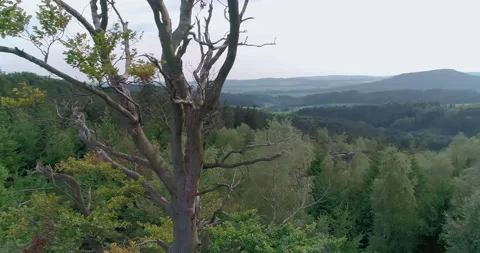 Aerial shot of deciduous tree in summer (Central Europe) Stock Footage 236509940