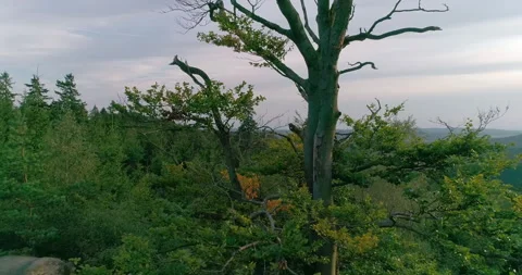 Aerial shot of deciduous tree in summer (Central Europe) Vidéo 236510070