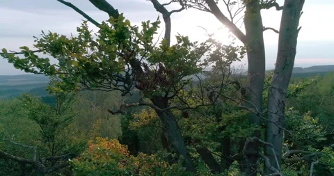Aerial shot of deciduous tree in summer (Central Europe) Vidéo 236521255
