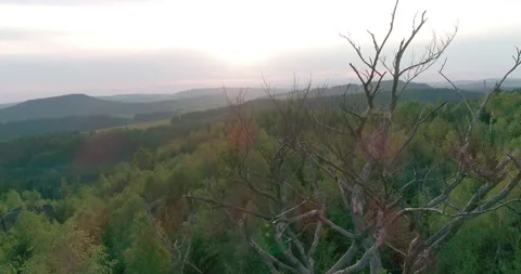 Aerial shot of deciduous tree in summer (Central Europe) 動画素材 236563583