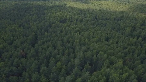 Aerial shot of deep forest at summer Stock Footage 78772152