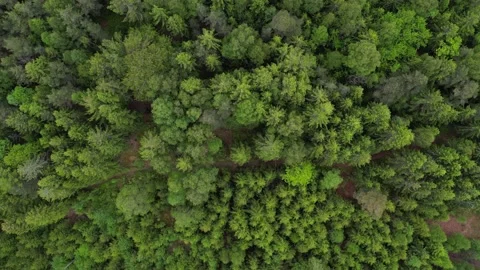 Aerial Shot Of A Dense Mixed Forest In Norway Video stock 201928892