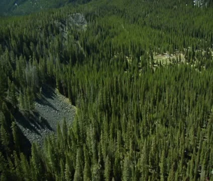 Aerial shot of dense pine forest below, waterfall Stock Footage 21608669
