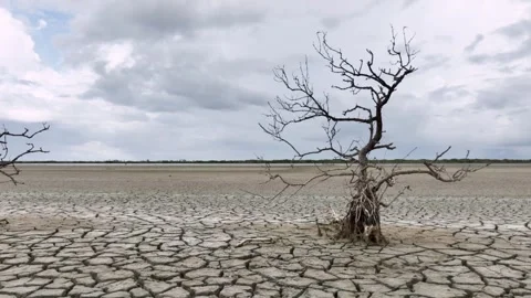 Aerial shot a died tree in  a dry lake. Stock Footage 337435596