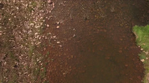 An aerial shot down a river in green springtime with ducks Stock Footage 63753586