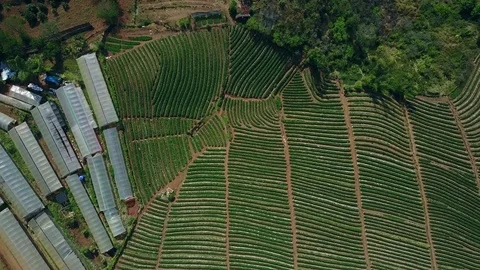 Aerial shot with from a drone. Flying over strawberry plantation. Stock Footage
