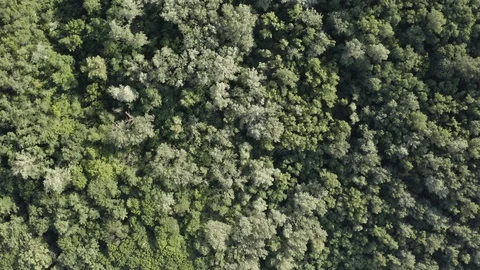 Aerial Shot drone view A span right above the forest above the treetops the came Video stock 111908316