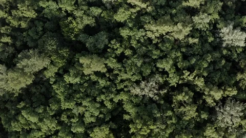 Aerial Shot drone view A span right above the forest above the treetops the came Stock Footage 111908508