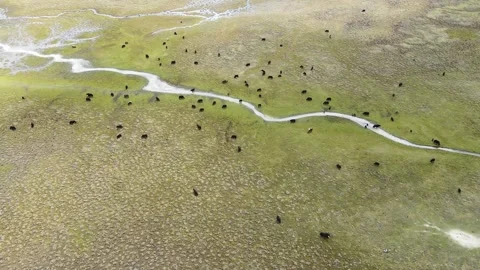 Aerial Shot of Dry Grassland Thin Shallow Ditch Grass Flat Land Cattle Flock Video stock 337948796