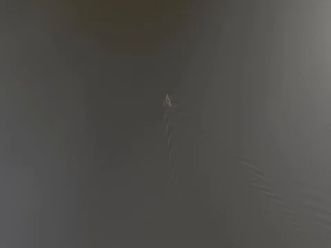 Aerial shot of duck Stock Footage 77695960